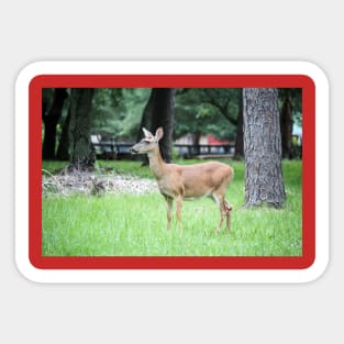 Wondering Deer Sticker